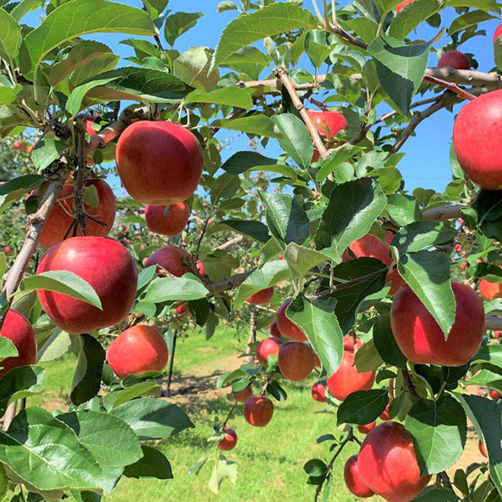 섬네일이미지.