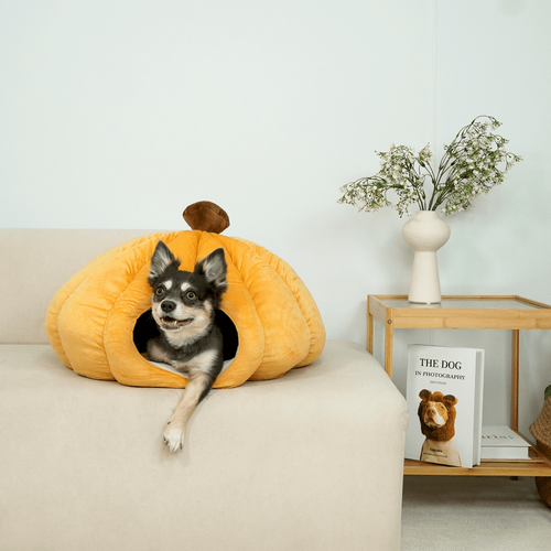 섬네일이미지